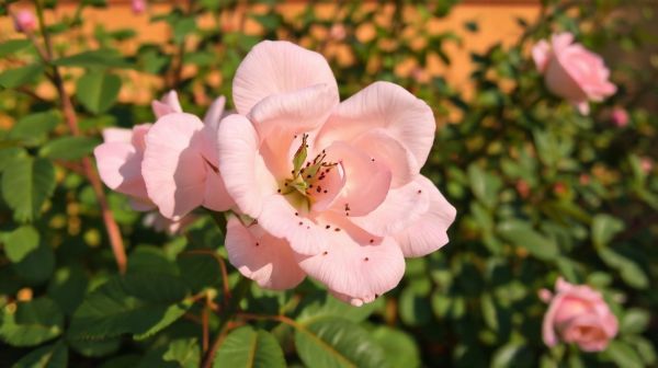 Top 5 méthodes naturelles pour se débarrasser des pucerons sur les rosiers